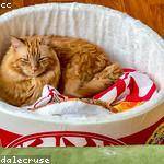 Beverly Cormier Profile Picture