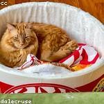 Beverly Cormier Profile Picture