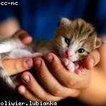 Rebeka Kuhlman Profile Picture